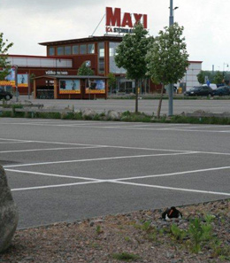 Strandskata häckar på parkering. Foto: Kill Persson